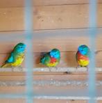 Vermiste vogels, Meerdere dieren