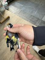 Parva bont witkeel man, Mannelijk, Wildzangvogel, Geringd