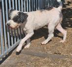 Te koop mooie  Lagotto teef, Dieren en Toebehoren, Honden | Retrievers, Spaniëls en Waterhonden, Nederland, Overige rassen, CDV (hondenziekte)
