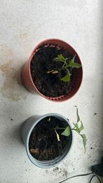 Paprika plantjes gratis, Ophalen, Eenjarig