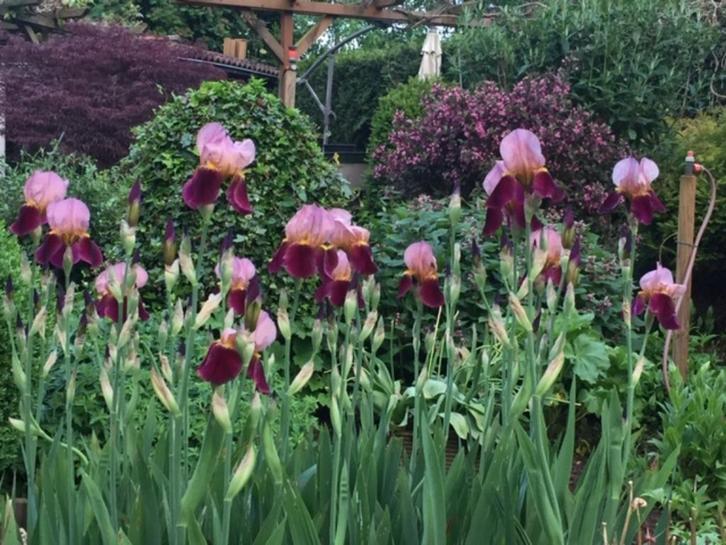 (Baard-) Irissen, Irissen met een wortelstok, Tuin en Terras, Planten | Tuinplanten, Vaste plant, Overige soorten, Volle zon, Lente