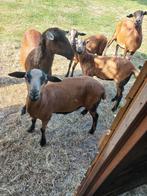 Schaap  Barbador Black Belly, Dieren en Toebehoren, Schapen, Geiten en Varkens, Mannelijk, Schaap, 0 tot 2 jaar