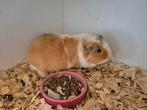Super lieve US Teddy cavia beer, Dieren en Toebehoren, Knaagdieren, Cavia, Juni, Mannelijk, Tam