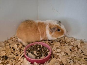 Super lieve US Teddy cavia beer
 beschikbaar voor biedingen