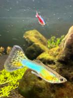 Volwassen blue leopard en cobra guppies, Dieren en Toebehoren, Vissen | Aquariumvissen, Vis