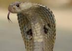 Prachtige slang Cobra Murano (slang uit glas), Ophalen