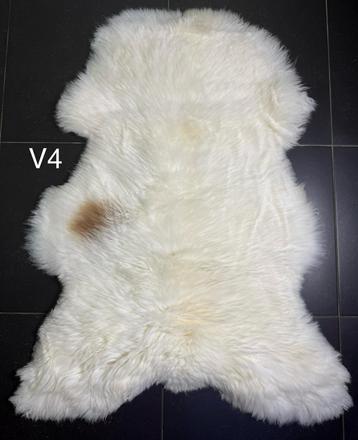 Veel!! XXXL UNIEKE Schapenvachten beschikbaar voor biedingen