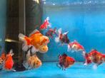 Tekoop div medium size oranda mix, Vis