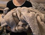 Hele lieve 4 maand oude roodstaart, Mannelijk, Papegaai, Tam