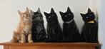 Maine coon kittens met vleugje ragdoll, Meerdere dieren, Gechipt, 0 tot 2 jaar