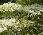 Vlier Sambucus Nigra, Ophalen of Verzenden, Zomer