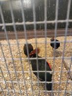 Roul roul hanen.  Roul rouls, Mannelijk, Geringd