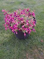 Fuchsia met Bloempot Rosé Paars, Ophalen, Zomer, Overige soorten, Volle zon
