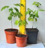 Jonge Perzische slaapboom., Ophalen of Verzenden, Volle zon, Overige soorten