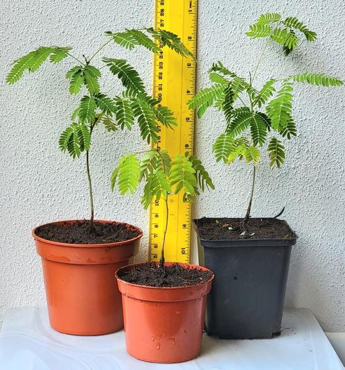 Jonge Perzische slaapboom., Tuin en Terras, Planten | Bomen, Overige soorten, Volle zon, Ophalen of Verzenden