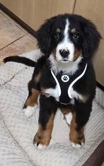 Berner sennen puppy, Dieren en Toebehoren, Honden | Niet-rashonden, België, Particulier, Rabiës (hondsdolheid), Reu