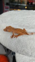 0.0.1 rode wimpergekko te koop!, Hagedis, Tam, 0 tot 2 jaar