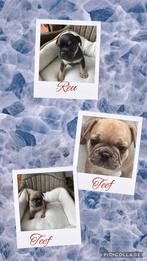 Franse bulldog pups, Dieren en Toebehoren, Honden | Bulldogs, Pinschers en Molossers, Bulldog, Meerdere, Meerdere dieren, Nederland