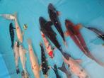 Diverse kois., Dieren en Toebehoren, Vissen | Vijvervissen, Karper of Koi