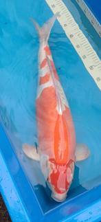 Doitsu kohaku koi 62cm kweker Aoki, Dieren en Toebehoren, Vissen | Vijvervissen, Karper of Koi
