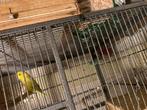 forpus te koop., Dieren en Toebehoren, Meerdere dieren, Dwergpapegaai of Agapornis, Geringd