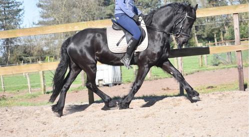 SUPERbrave, gereden Friese merrie, drachtig van Matthijs 504, Dieren en Toebehoren, Paarden, Merrie, B, 160 tot 165 cm, 3 tot 6 jaar