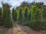 Taxus baccata 250 tot 300cm hoog, Tuin en Terras, Planten | Struiken en Hagen, Ophalen, Taxus, 100 tot 250 cm