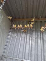 15 kanaries. Zie beschrijving.BIEDEN!!, Dieren en Toebehoren, Vogels | Kanaries, Meerdere dieren, Kleurkanarie