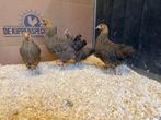 Jonge Tamme Wyandotte kriel patrijs gesekst en ingeënt, Dieren en Toebehoren, Pluimvee, Vrouwelijk, Kip