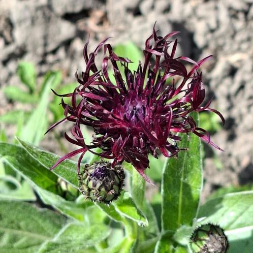 Bergkorenbloem Jordy, Tuin en Terras, Bloembollen en Zaden, Zaad, Voorjaar, Volle zon, Ophalen of Verzenden