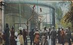 Apenkooi in Artis Amsterdam 1908, Verzenden, Voor 1920, Gelopen, Noord-Holland