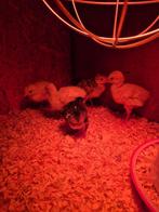 kalkoen, Dieren en Toebehoren, Pluimvee, Meerdere dieren, Kalkoen