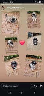 Deze lieve boomerpups mogen het nest verlaten, 8 tot 15 weken, Meerdere, Meerdere dieren, Nederland