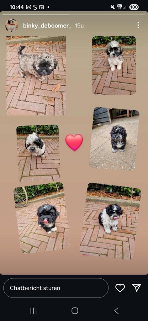 Deze lieve boomerpups mogen het nest verlaten, Dieren en Toebehoren, Honden | Niet-rashonden, Meerdere dieren, Particulier, Meerdere