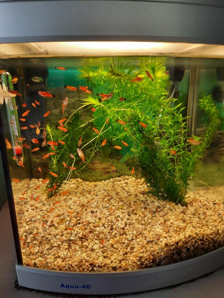 Jonge Platy's, Dieren en Toebehoren, Ophalen of Verzenden, Nieuw, Overige typen