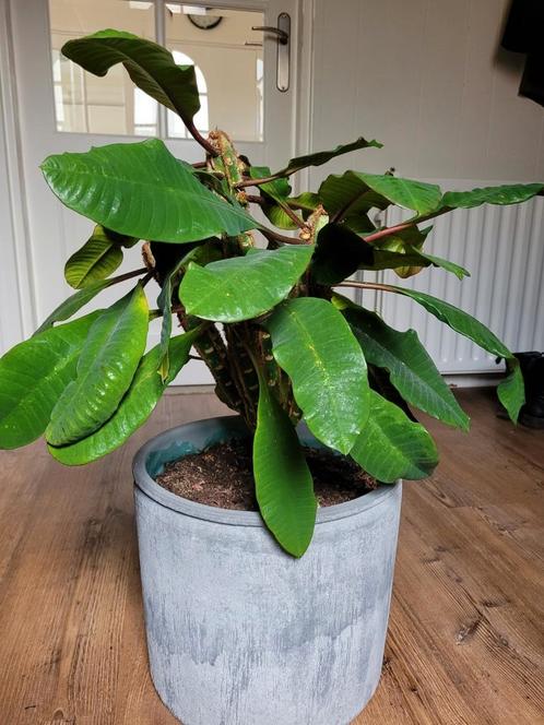 Madagascar Jewel plant incl. pot, Huis en Inrichting, Kamerplanten, Minder dan 100 cm, Groene kamerplant, Halfschaduw, In pot
