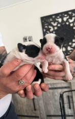 Puppy’s Yakutian Laika, Dieren en Toebehoren, Meerdere, Meerdere dieren, Nederland, Particulier