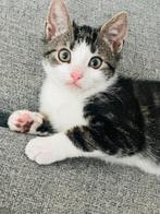 Europees Korthaar kitten Kaya (mannetje, bijna 1 maand), Dieren en Toebehoren, Katten en Kittens | Dekkaters