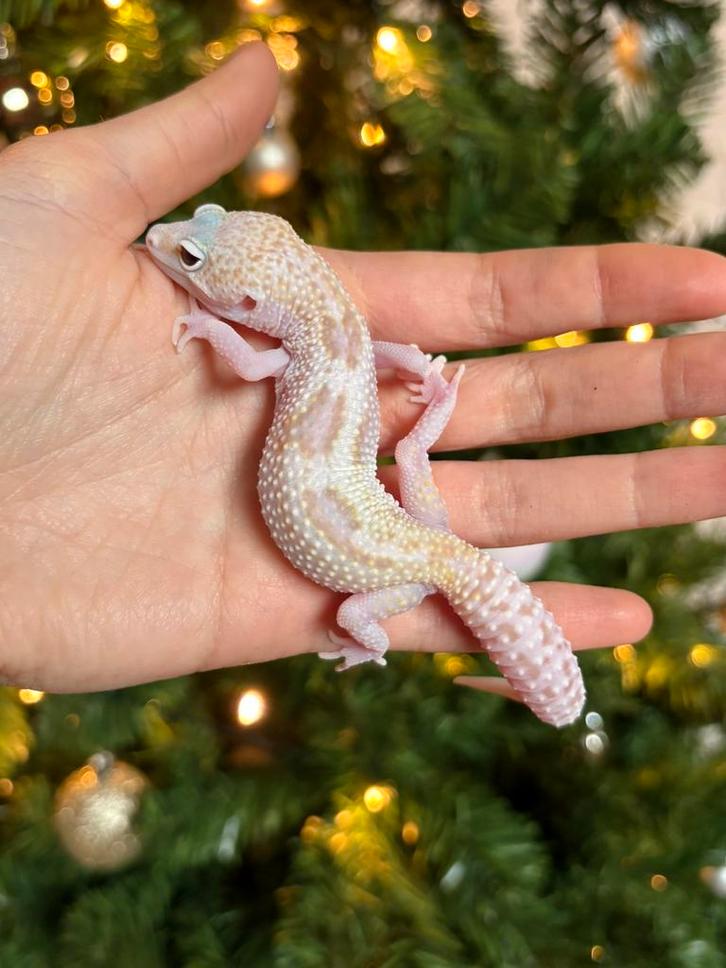Snow tremper eclipse luipaardgekko vrouw