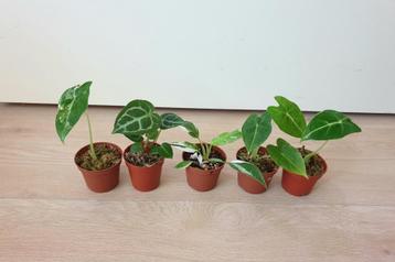 Set baby plantjes, mini planten, kamerplantjes, anthurium beschikbaar voor biedingen
