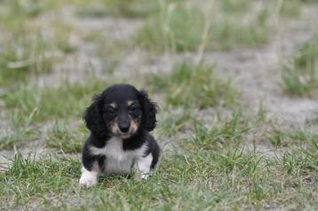 Kleine langhaar balck and tan pup beschikbaar voor biedingen