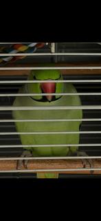 Halsband parkiet, Mannelijk, Parkiet