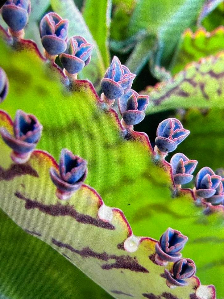 Lila’s paarsachtig, Huis en Inrichting, Kamerplanten, Vetplant, Minder dan 100 cm, Bloeiende kamerplant, Volle zon, In pot, Ophalen