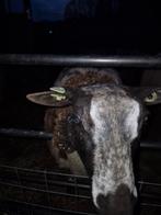 Bonte jaarling ram, Dieren en Toebehoren, Schapen, Geiten en Varkens, Mannelijk, Schaap, 0 tot 2 jaar