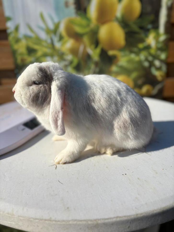 Super leuk en lief voedstertje !🩷, Dieren en Toebehoren, Konijnen, Dwerg, Vrouwelijk