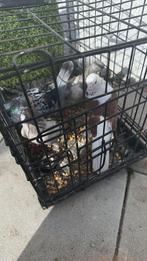 4 Duiven voor 25€, Dieren en Toebehoren, Vogels | Overige Vogels, Meerdere dieren