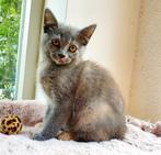 Prachtige Brits korthaar poezen kunnen mee!, Dieren en Toebehoren, Katten en Kittens | Raskatten | Korthaar, Poes, Ontwormd, 0 tot 2 jaar
