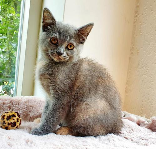 Prachtige Brits korthaar poezen kunnen mee!, Dieren en Toebehoren, Katten en Kittens | Raskatten | Korthaar, Poes, 0 tot 2 jaar
