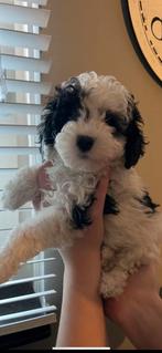 Vrolijke, speelse Maltipoo pup 🐶, Overige rassen, CDV (hondenziekte), 8 tot 15 weken, Teef