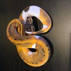 0.1 Pinstripe Piebald, Dieren en Toebehoren, Reptielen en Amfibieën, Slang, 0 tot 2 jaar